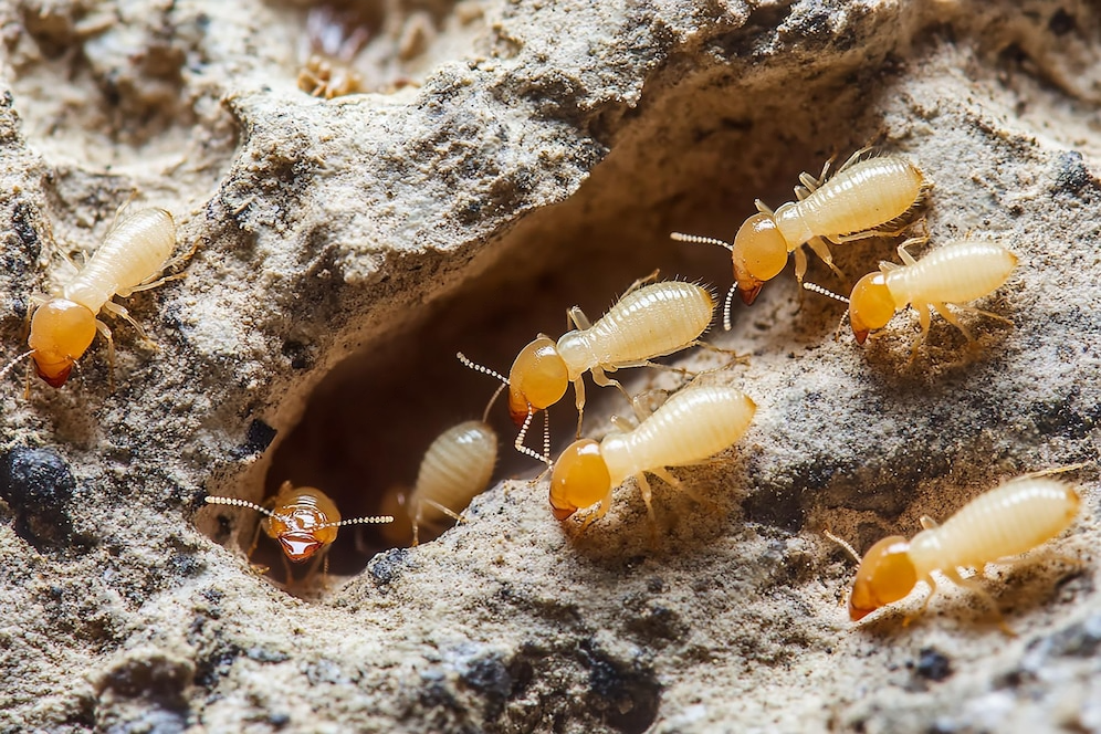 wmremove-transformed (8)